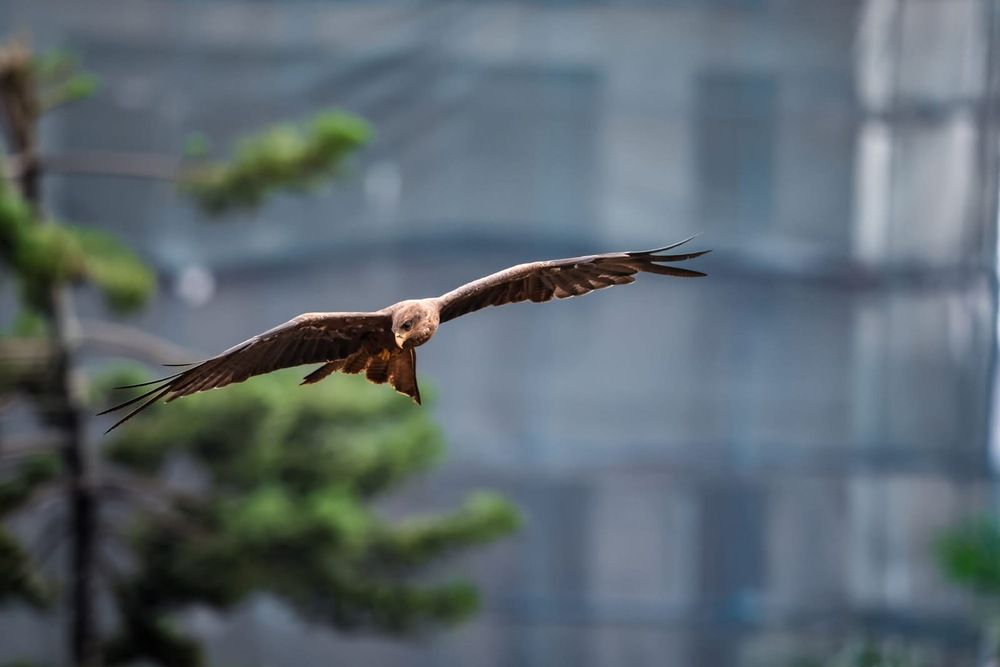 Photograph by Dipanjan Ray