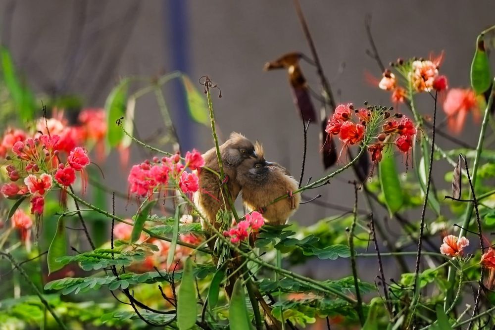 Photograph by Dipanjan Ray