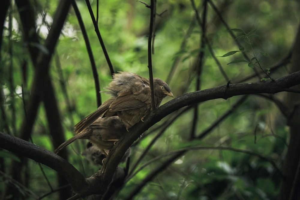 Photograph by Dipanjan Ray