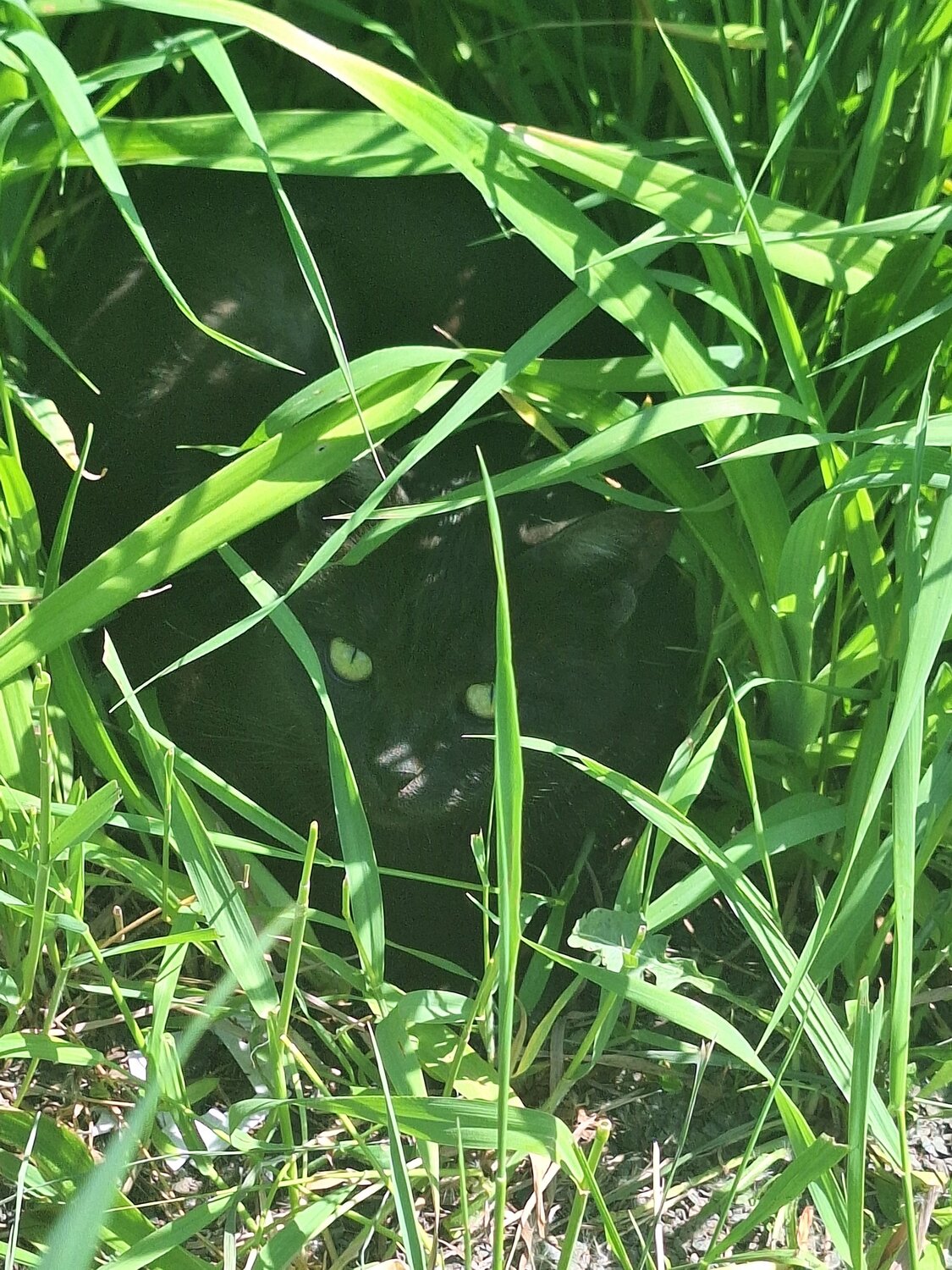 Photo #13734689