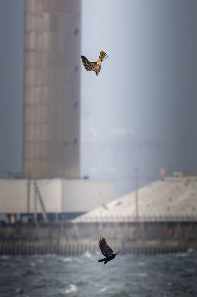 The Struggle Between Wild Birds and Human Activities