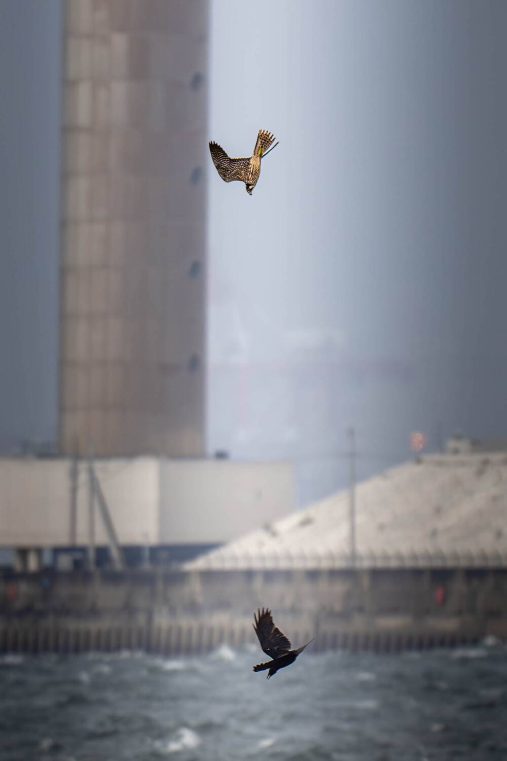 The Struggle Between Wild Birds and Human Activities
