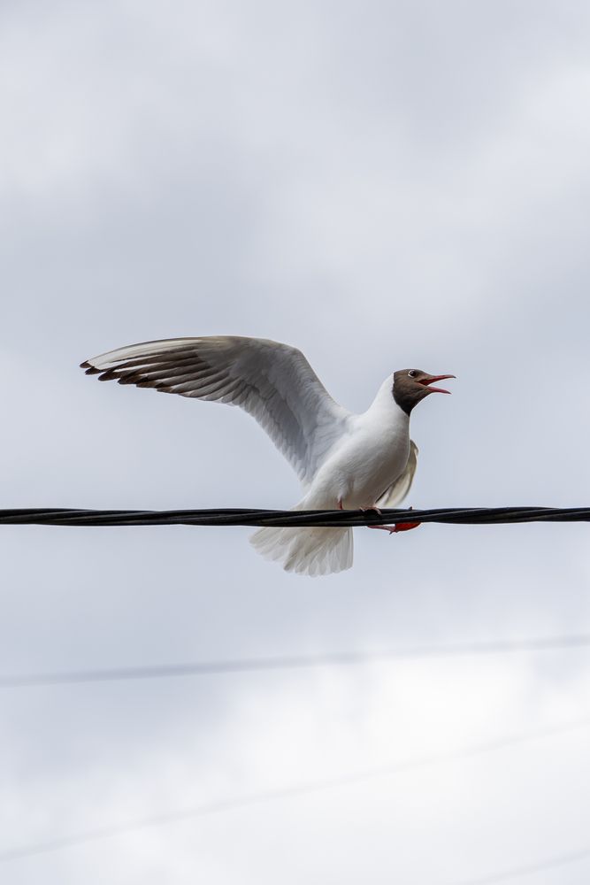 Photograph by Ander Stak