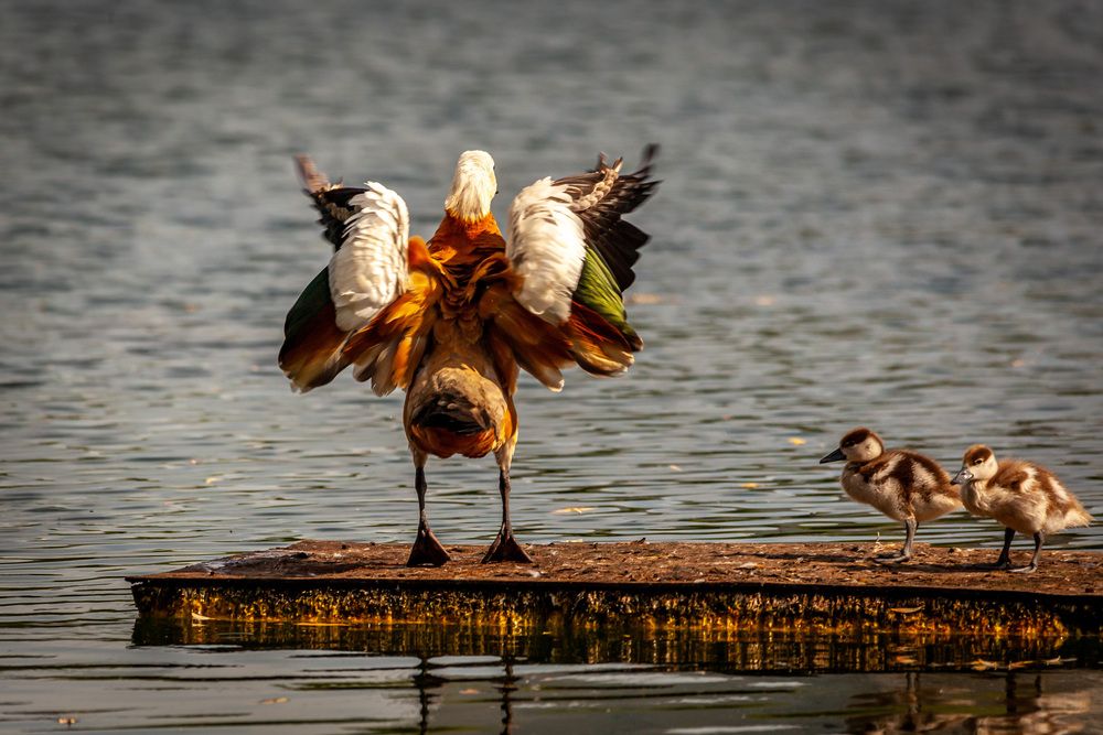 Photograph by Владислав Лопатов