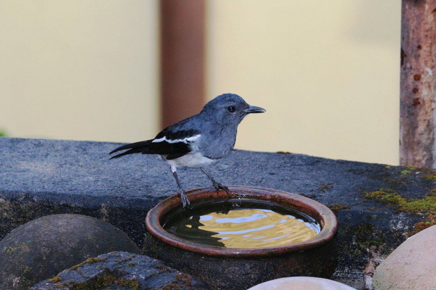 ID: Indian Robin Magpie (Female)