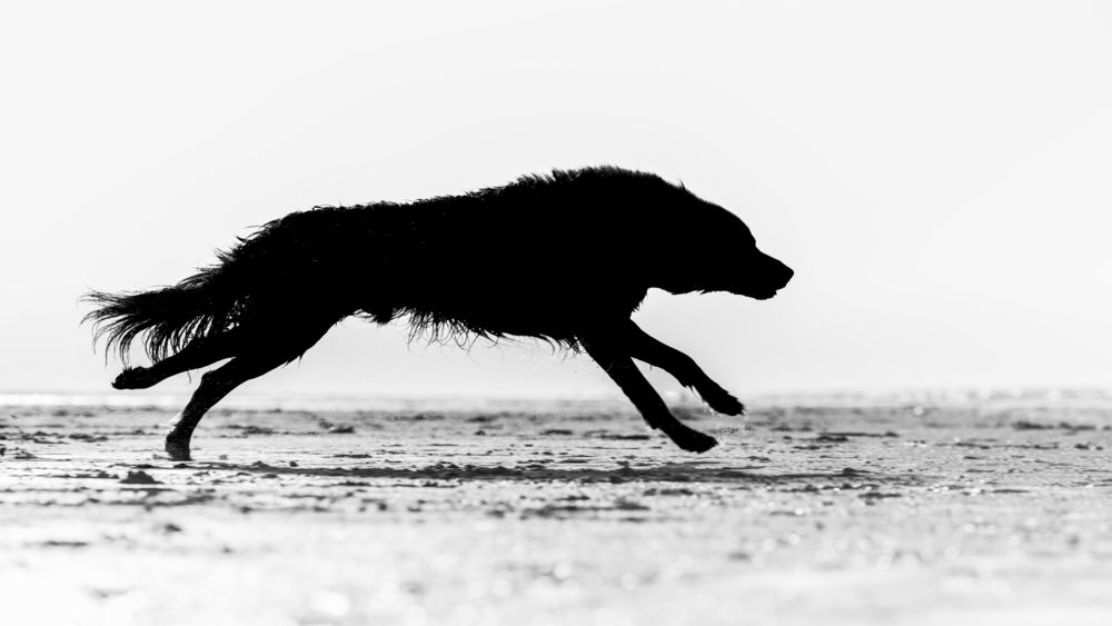 Silent Run