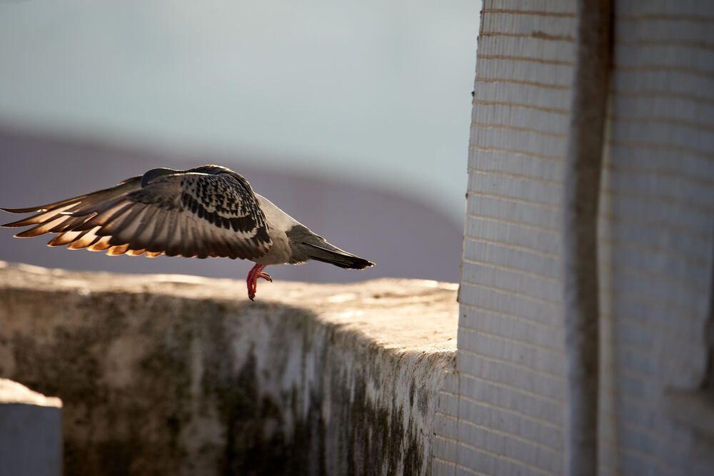 Photograph by Alexander Leshinsky