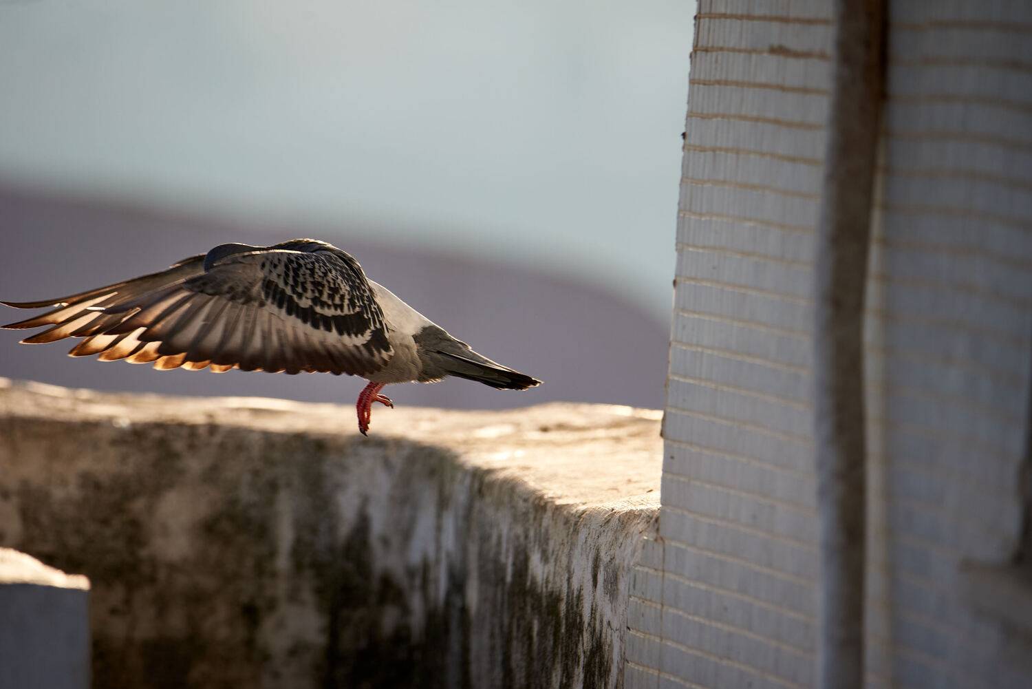 Photo #13735070