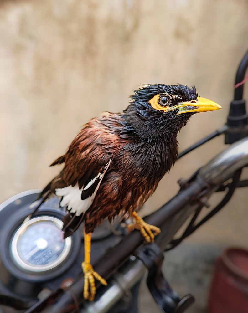 Photograph by Sayantan Pandey