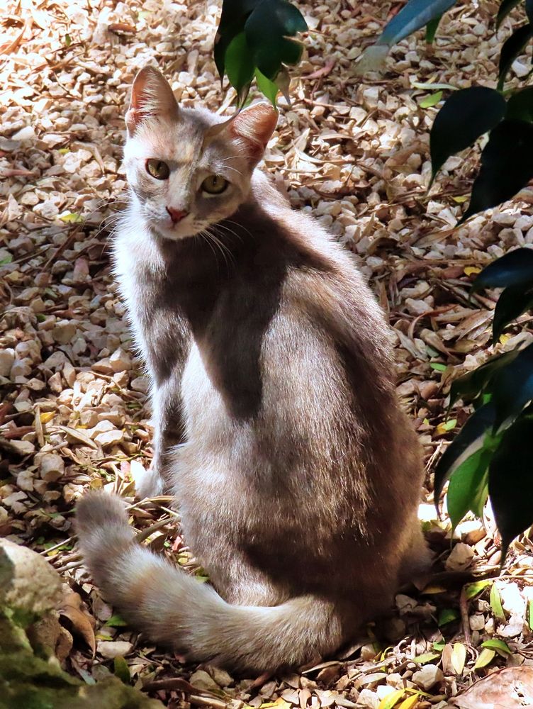 Brown cat