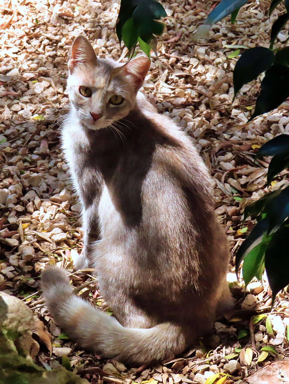 Brown cat