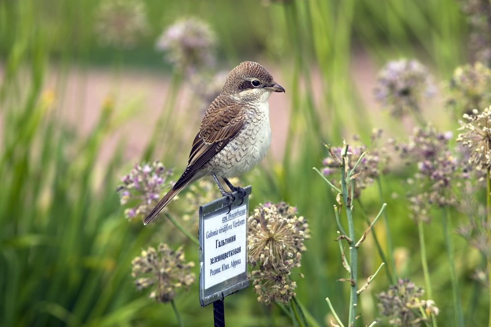 Любознательный жулан-сорокопут. An inquisitive red-basked shrike.