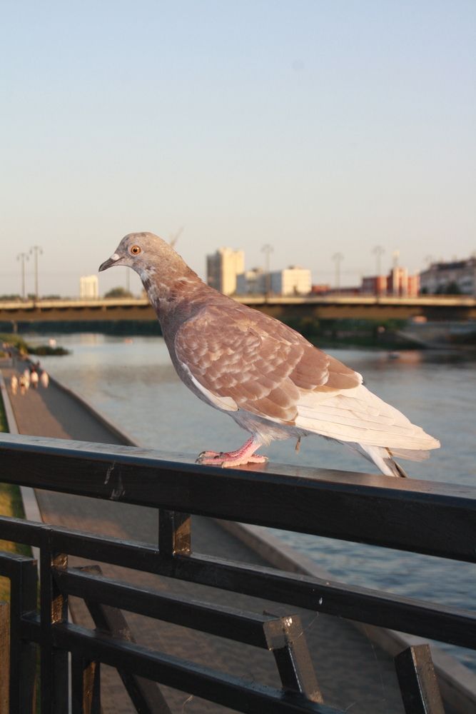 Photo #13735774