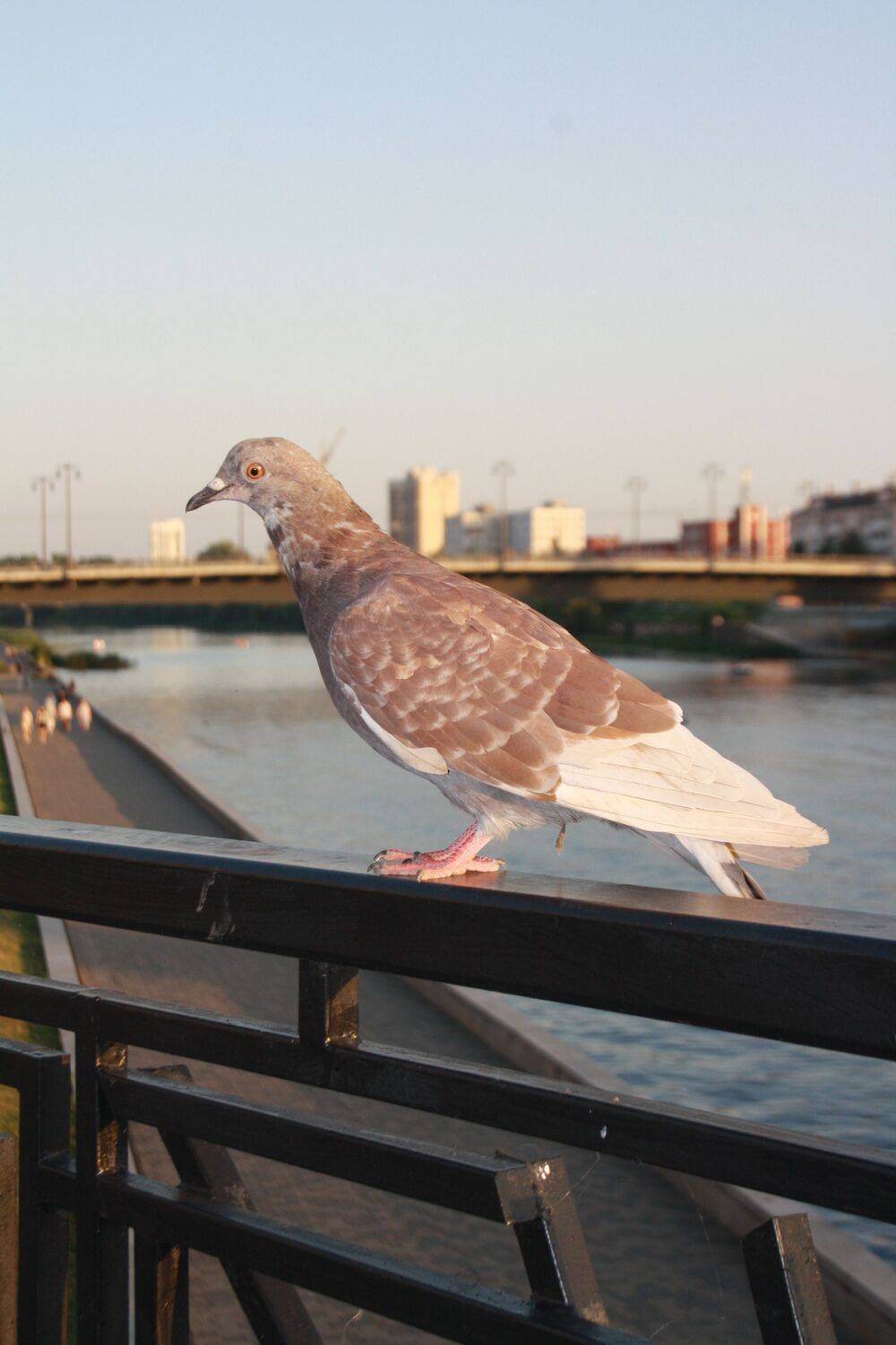 Photo #13735774
