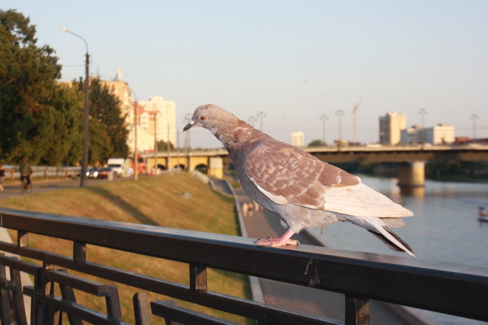 Photo #13735775