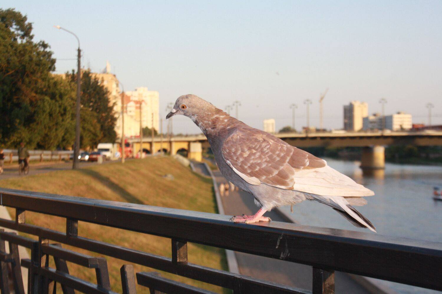 Photo #13735775