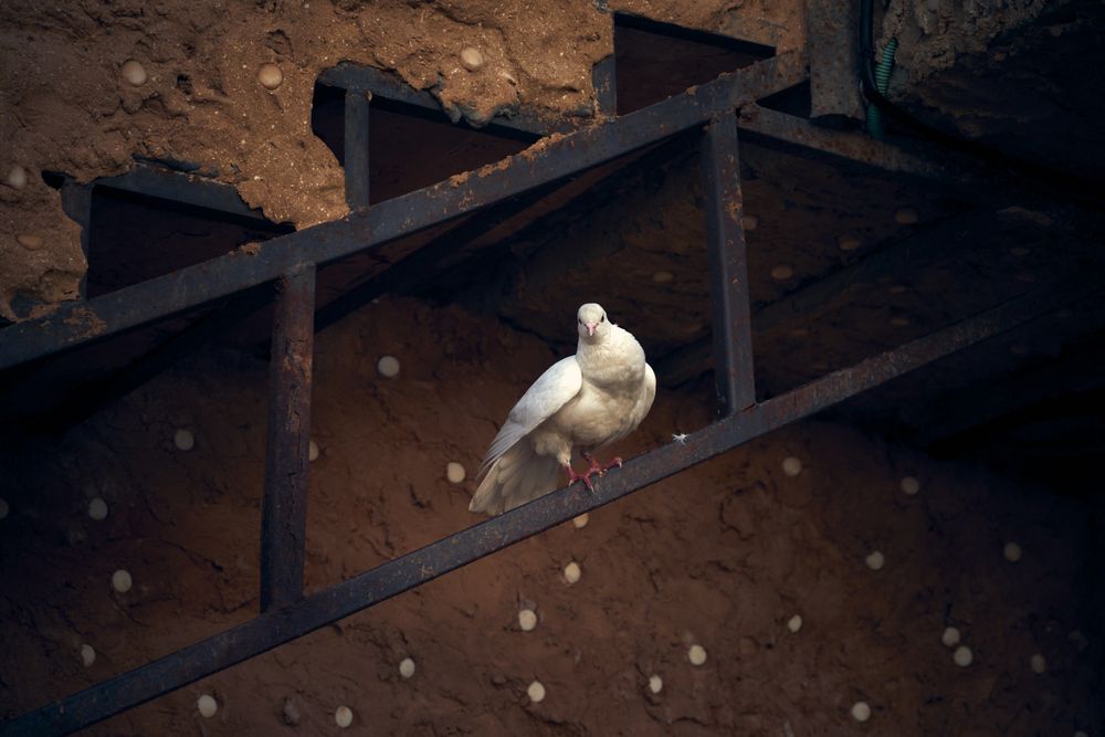 Photograph by Mohamed Monir
