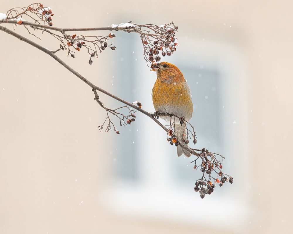 Photograph by Ruslan Pl