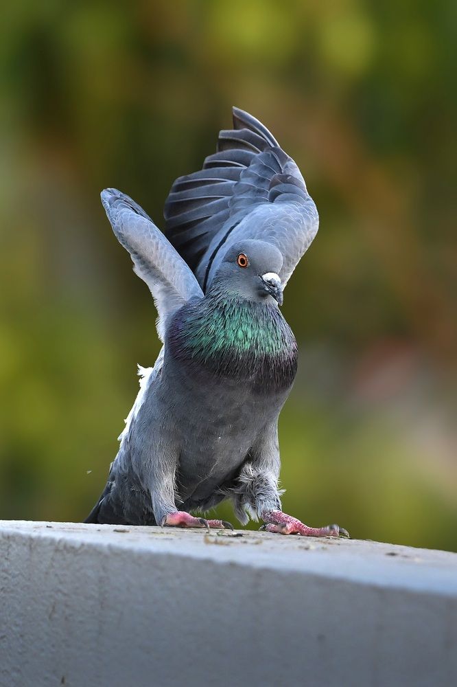 Photograph by DR BIJON GHOSH