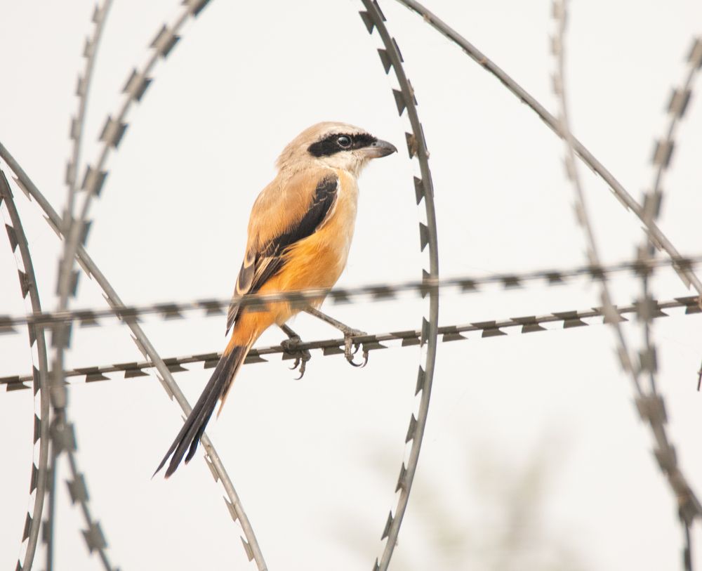 Photograph by Jalpa Shah