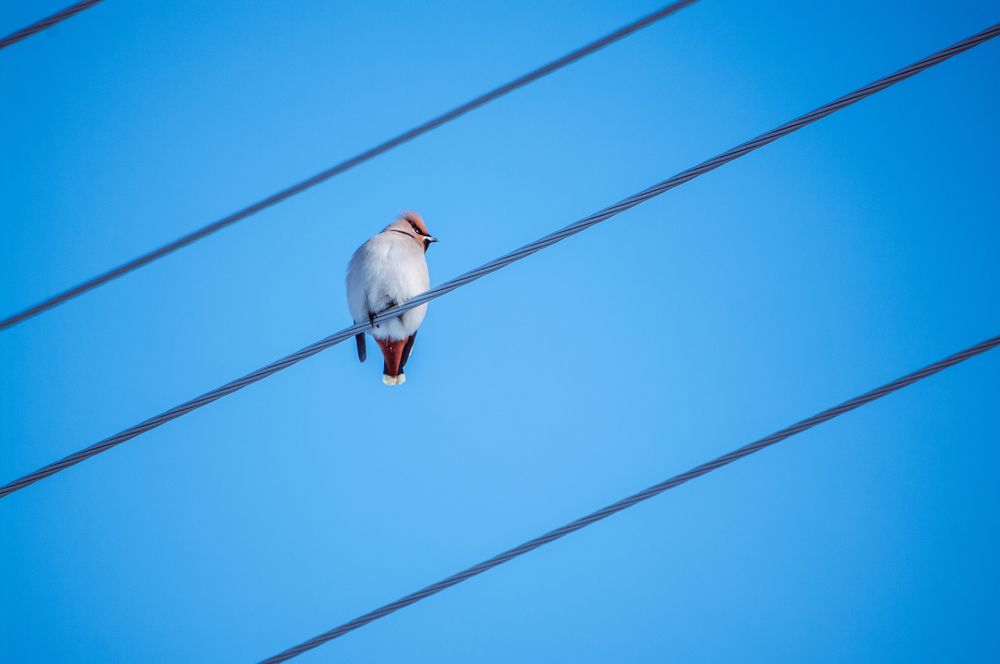 Photo #13736121