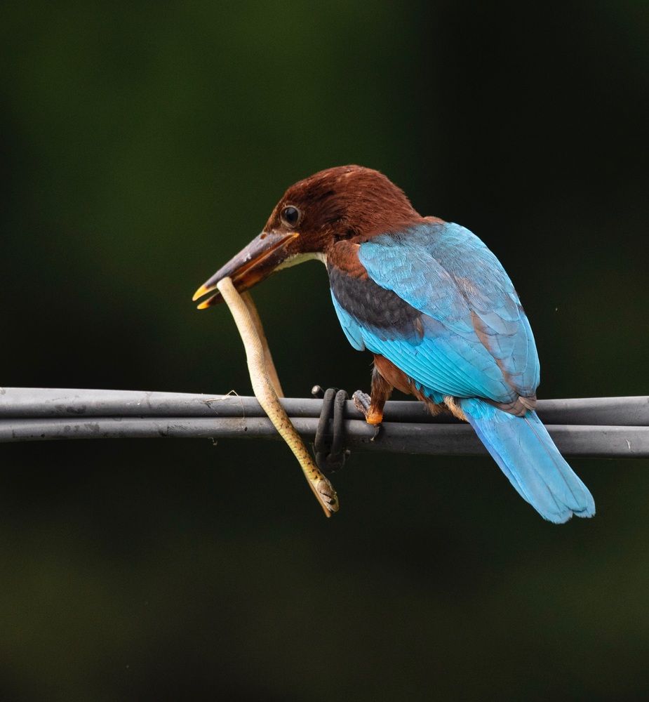 Photograph by Vipin P C