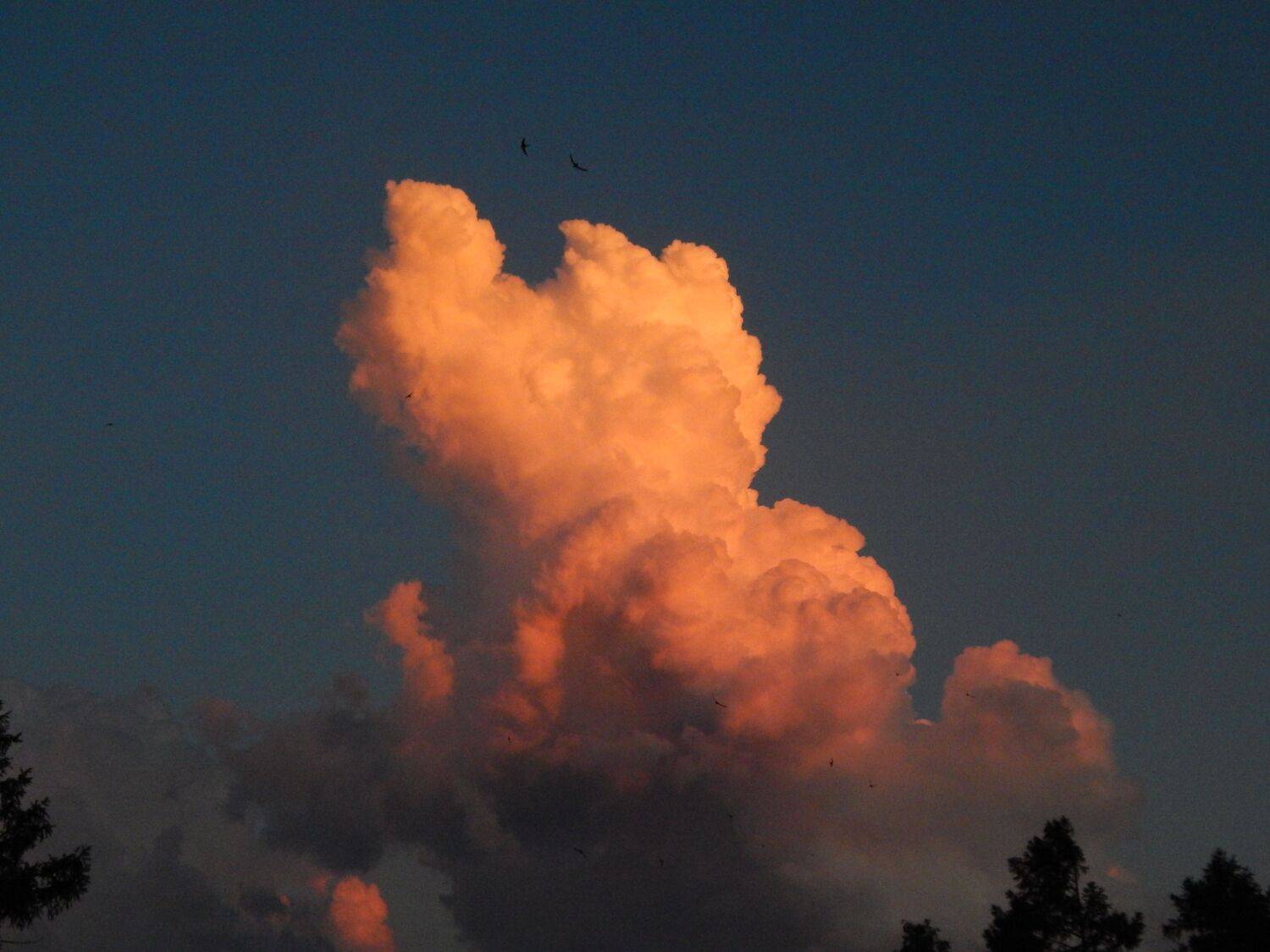 Photo #13736605