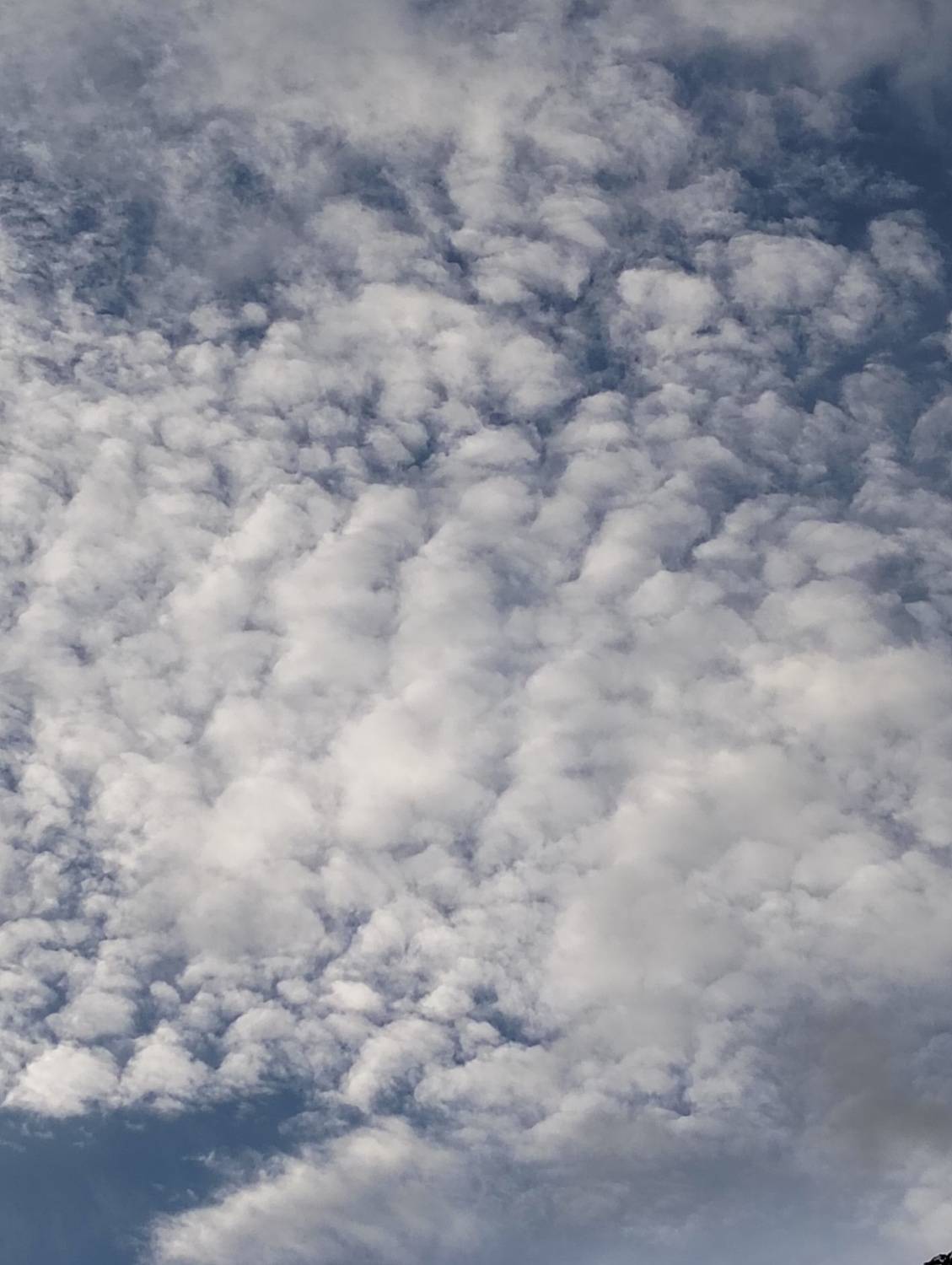 Photo #13736982