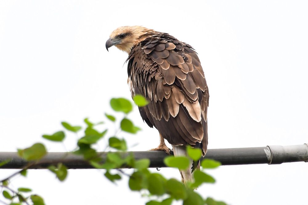 Photograph by Thennakoon mudiyansealge Pubudu Thennakoon