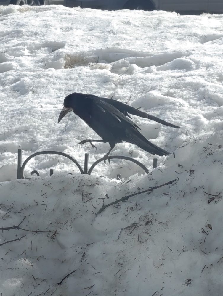 Photo #13737318