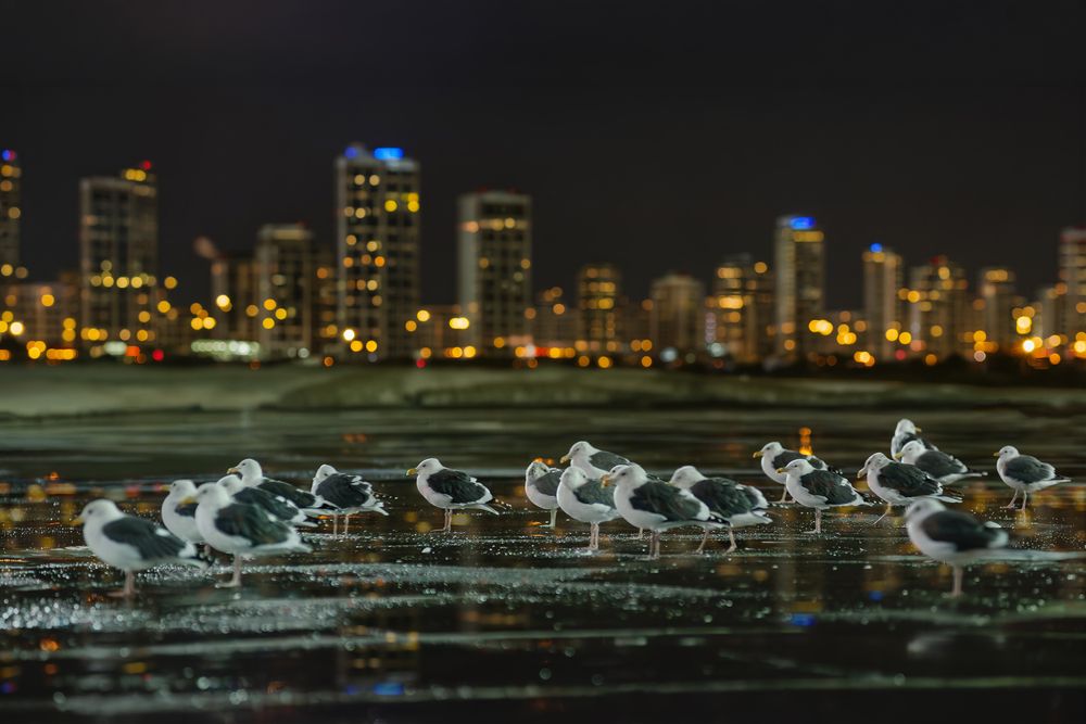 Photograph by Ramin Barzegar