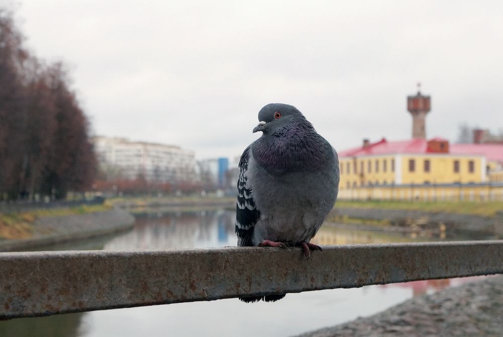 Photograph by Е лена Е