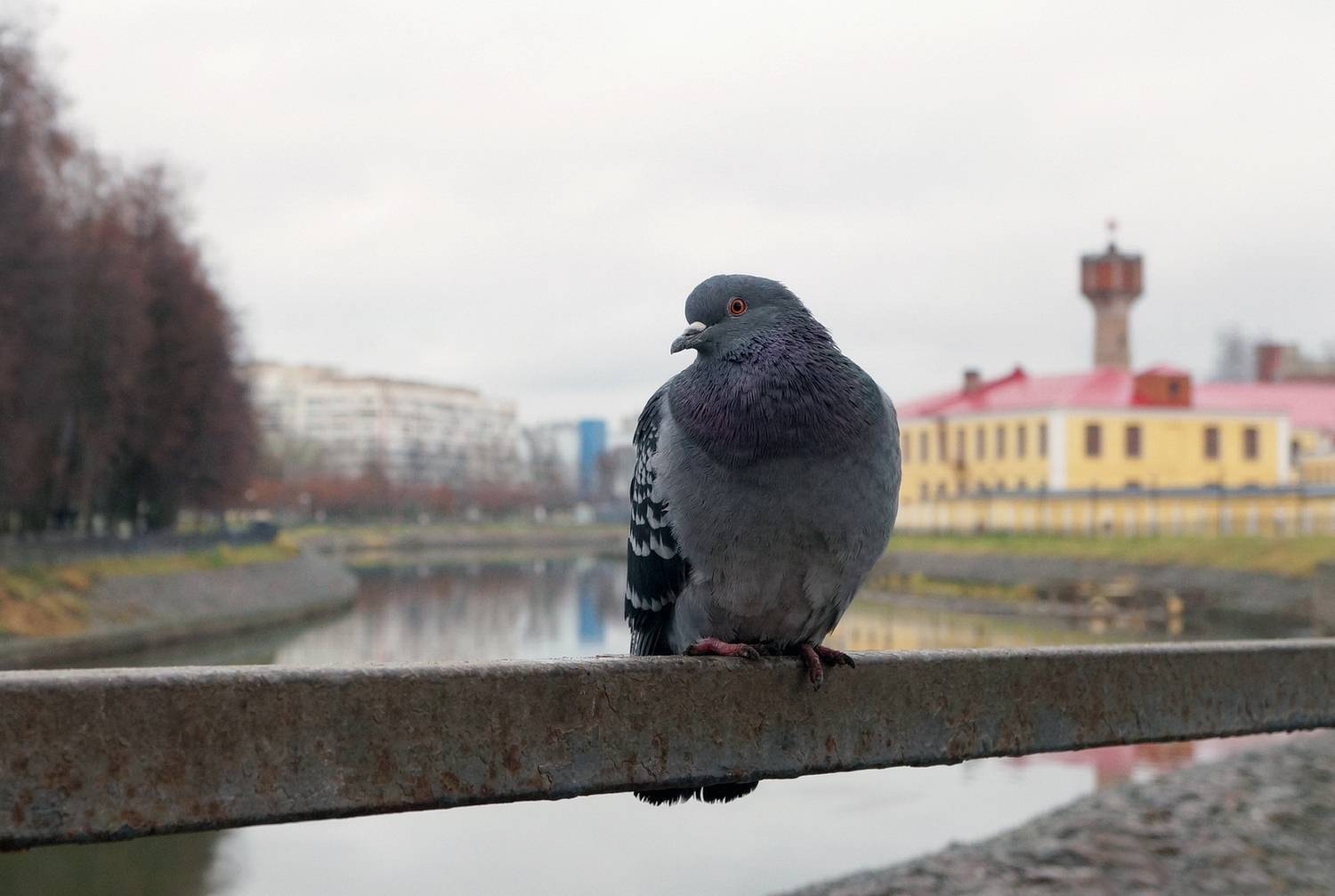 Photo #13737617