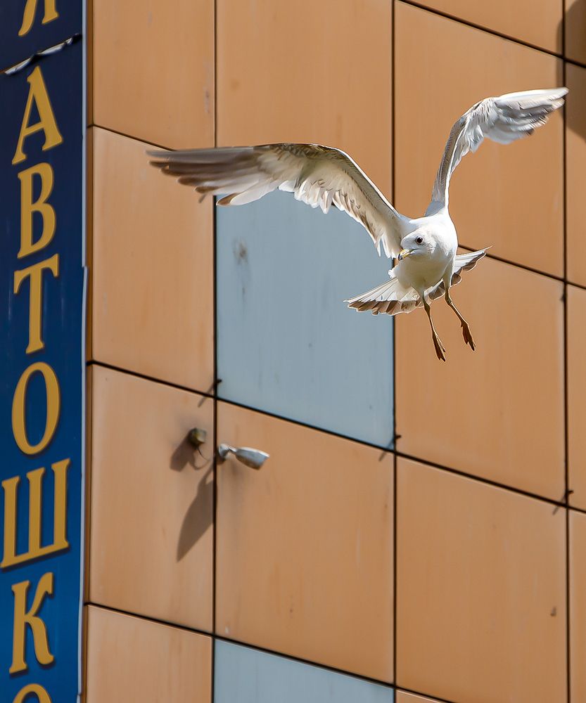 Фотография автора Надежда Хрусталёва