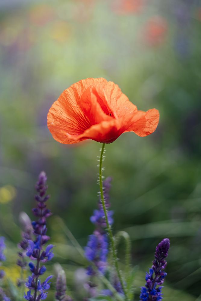 Photograph by Larysa Pinner