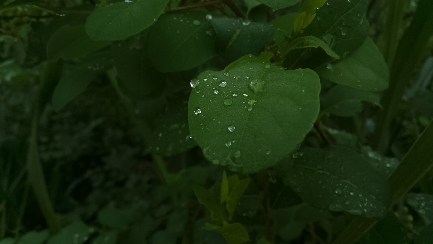 Photo #13738012