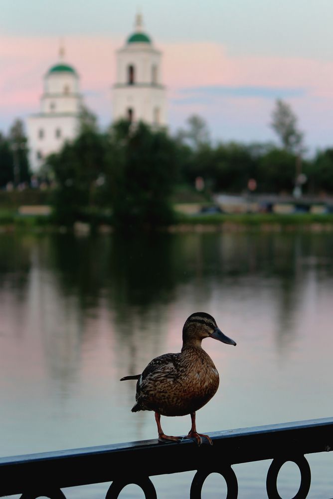 Photograph by Зоя Быкова