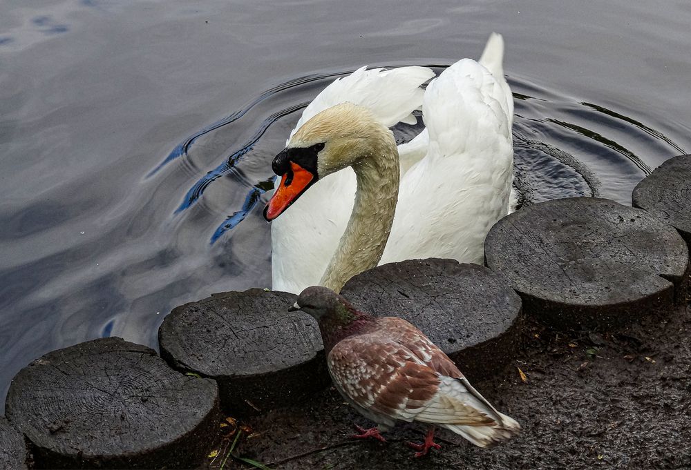 Photo #13738648