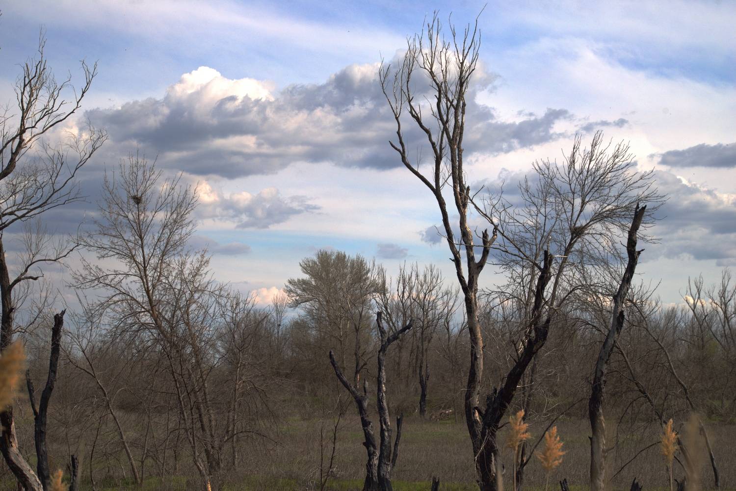 Photo #13738665