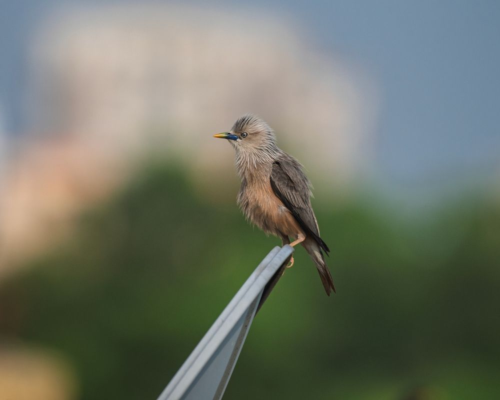 Photograph by Prabhat Ghosh