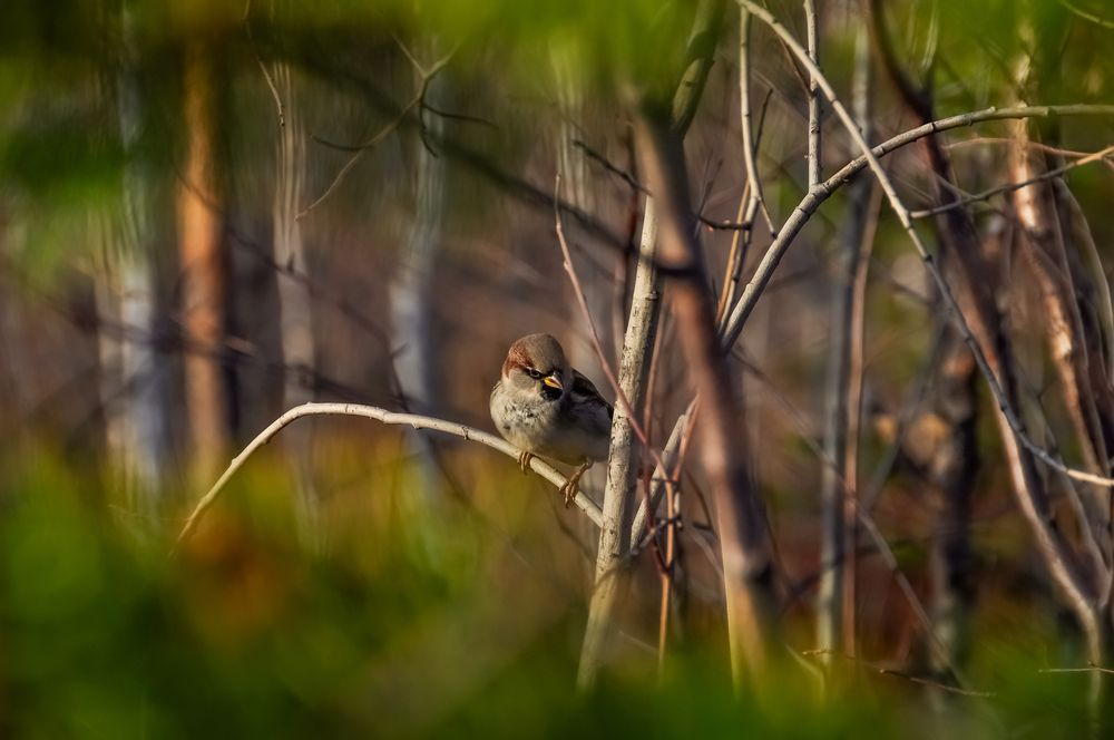 Photograph by БОРИС АНТОНОВ