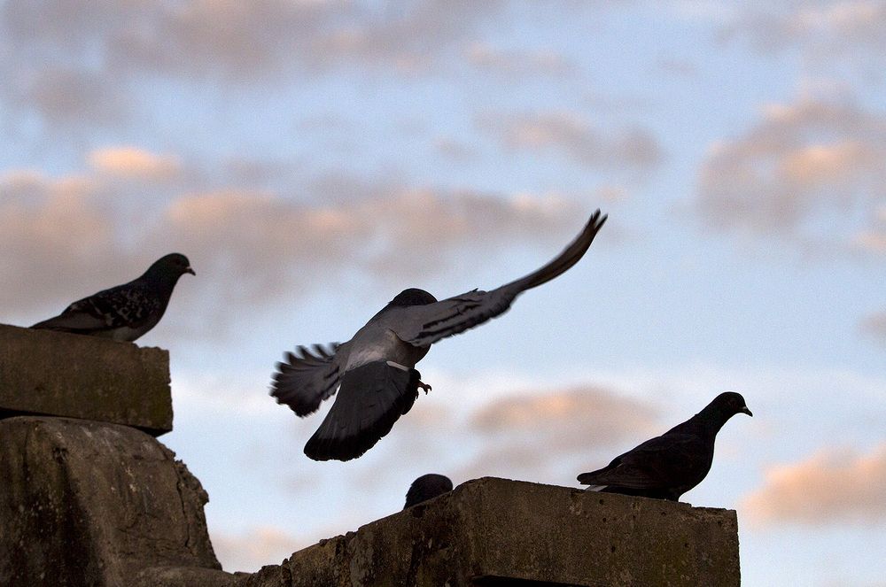 Photograph by Mario Rovina