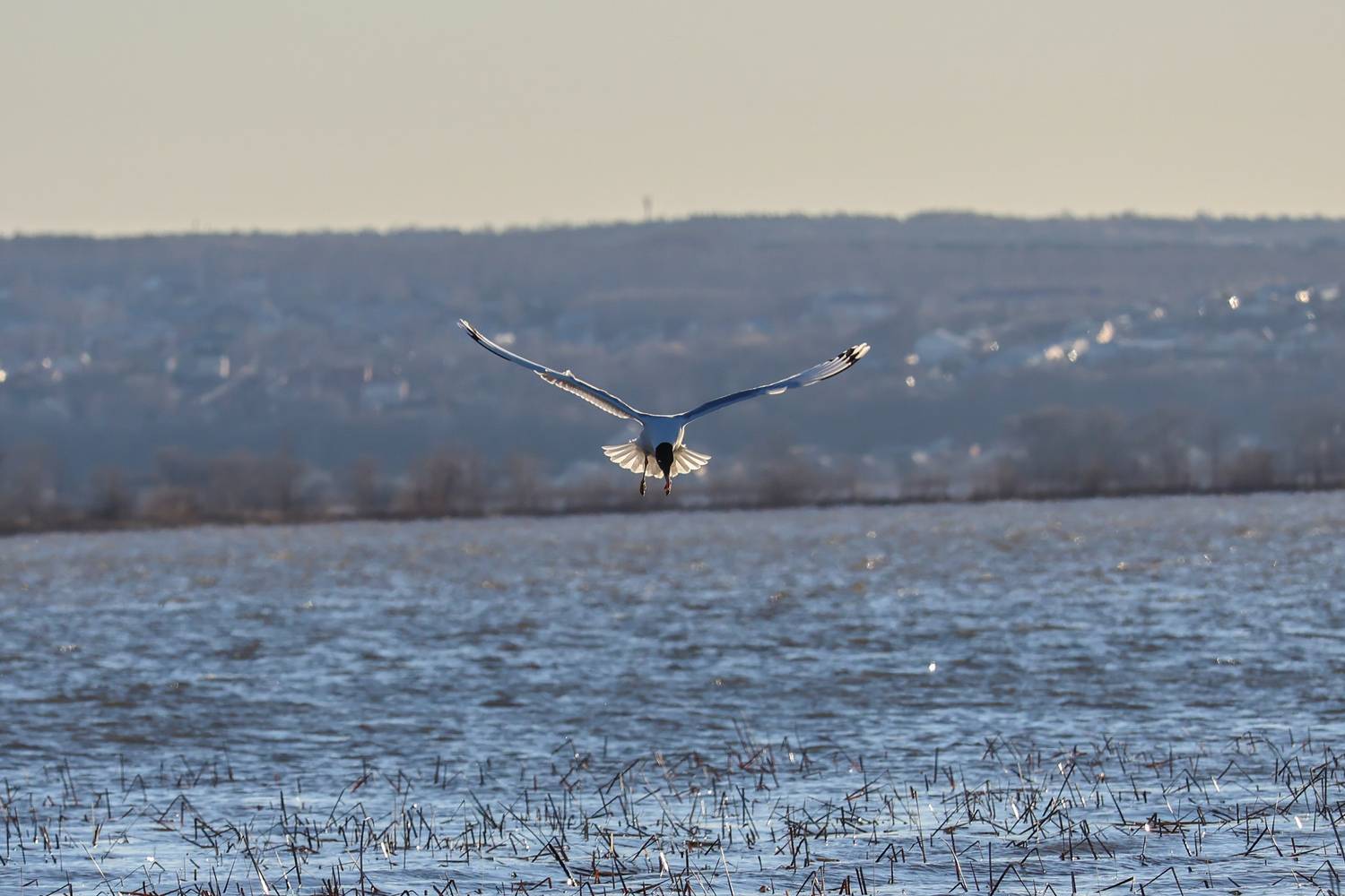 Photo #13739358