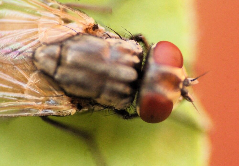 A FLY