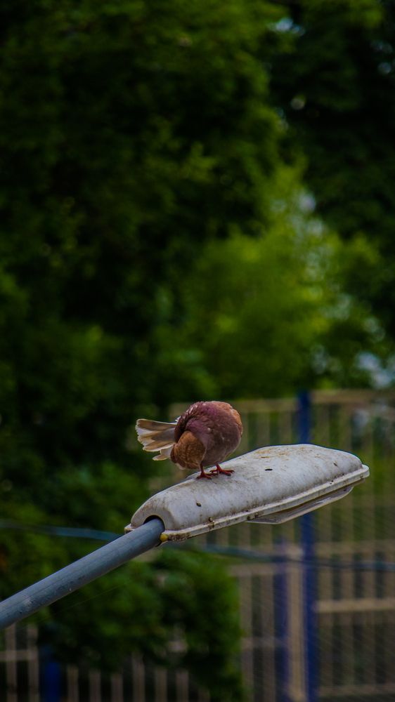 Photo #13739644