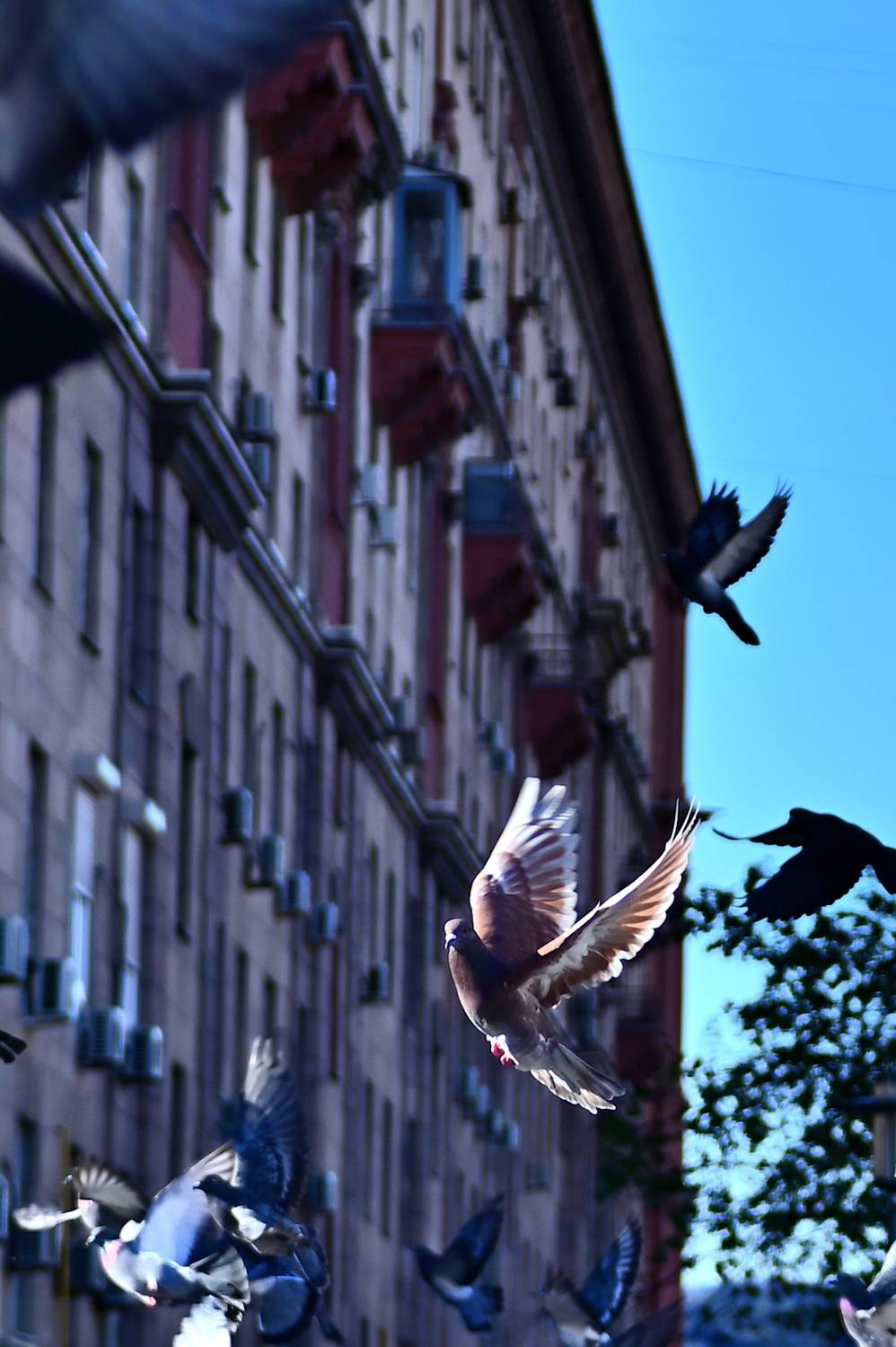 Photo #13739700