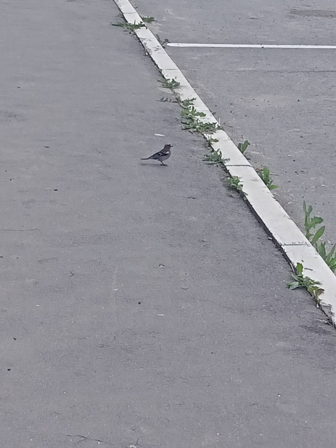Photo #13740032