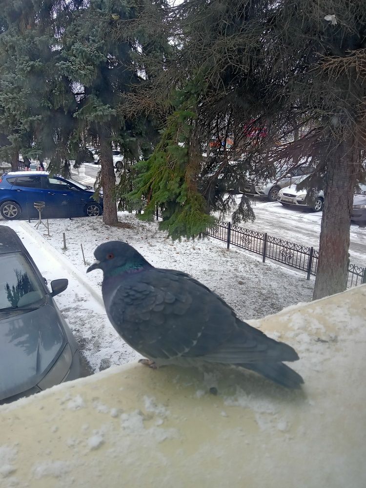 Photo #13740058