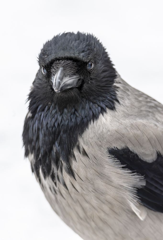 Серая ворона (Corvus cornix)