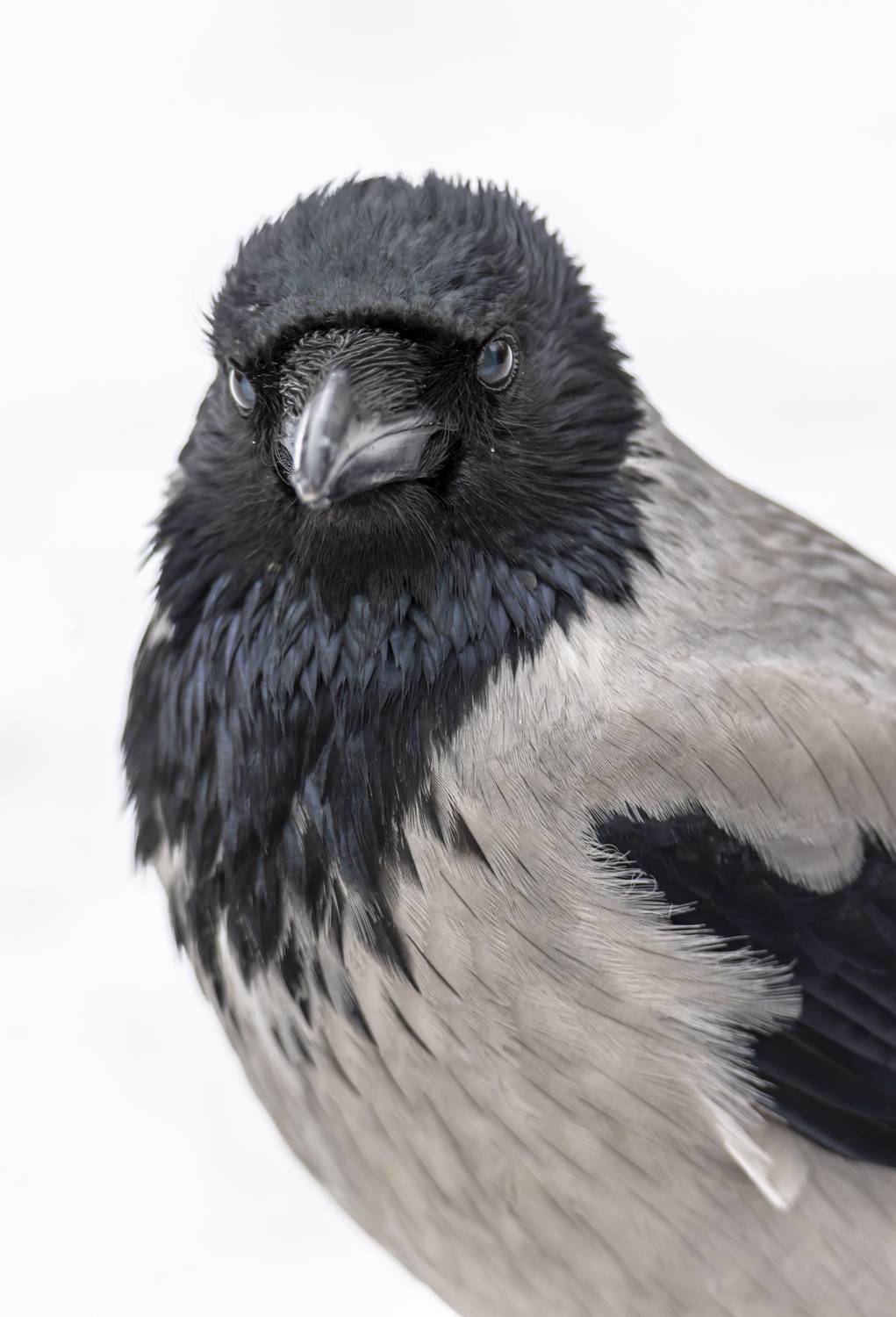 Серая ворона (Corvus cornix)
